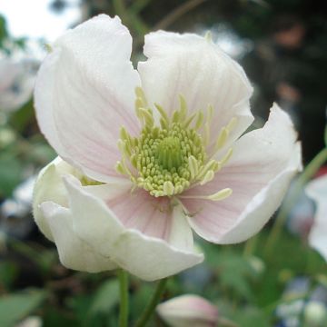 Clématite - Clematis montana Giant Star