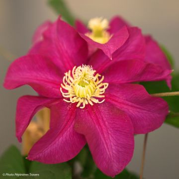 Clématite - Clematis SUCCESS Magenta