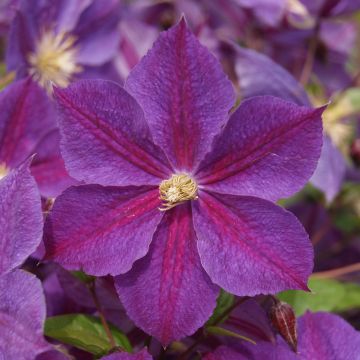 Clématite Star of India - Clematis Star of India