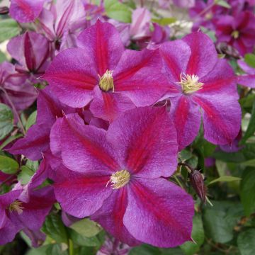 Clématite Star of Pakistan - Clematis Star of Pakistan