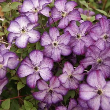 Clématite - Clematis Super Nova  