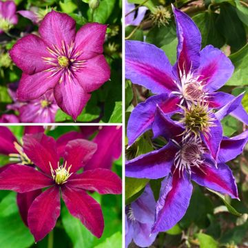 Clématite - Clematis Three Sisters trio rose