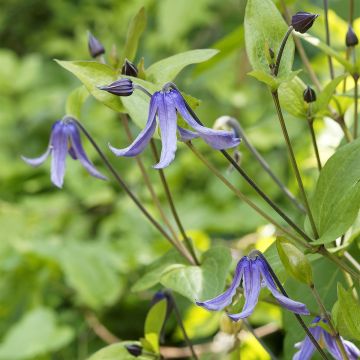 Clématite integrifolia - Clematis integrifolia Blue Boy