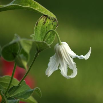 Clématite - Clematis integrifolia Hakuree