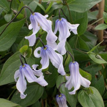 Clematite - Clematis integrifolia Twinkle