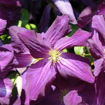 Clématite - Clematis jackmanii Purpurea