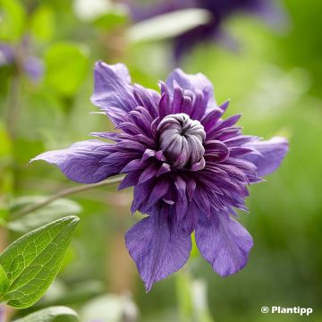 Clématite - Clematis Kokonoe