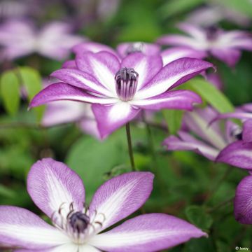 Clématite - Clematis Lavallée n°1