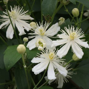 Clématite - Clematis mandshurica