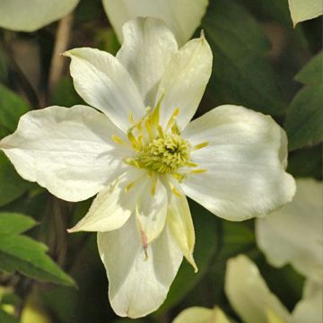 Clématite - Clematis montana Montana Morning Yellow