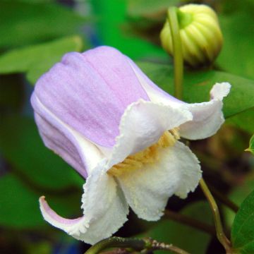 Clématite - Clematis Annabella 