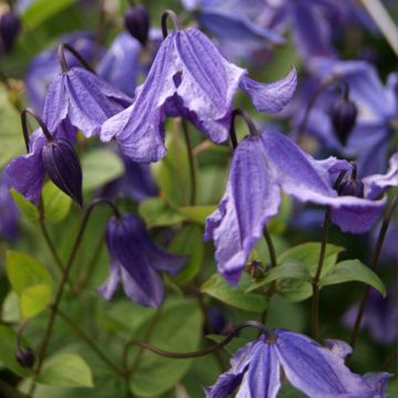 Clématite - Clematis Eriostemon