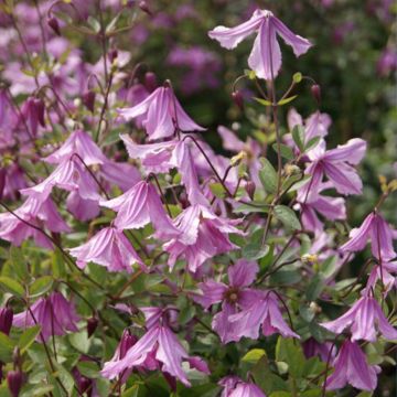 Clématite - Clematis Hendryetta