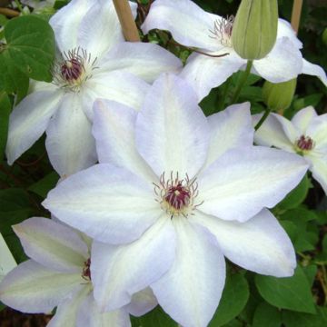 Clématite - Clematis Ivan Olsson