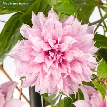 Clématite - Clematis Multi Pink