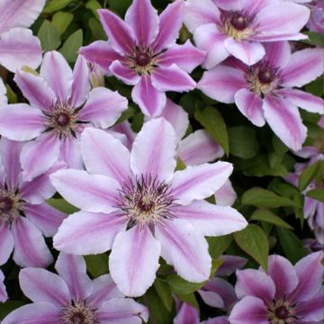 Clématite - Clematis Nelly Moser