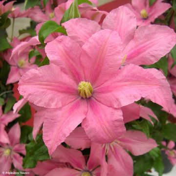 Clématite - Clematis Little Mermaid