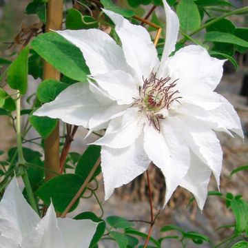 Clématite - Clematis Isabella