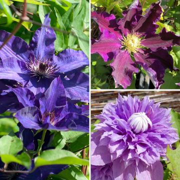 Clématite - Clematis Three Sisters trio bleu