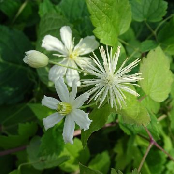 Clématite - Clematis fargesii Summersnow