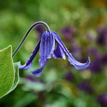 Clématite - Clematis integrifolia Baby White ®