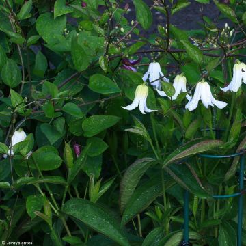 Clématite - Clematis integrifolia Baby White ®