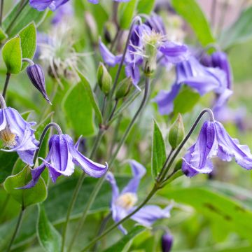 Clématite - Clematis integrifolia