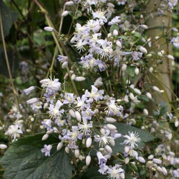 Clématite - Clematis jouiniana Robert Brydon