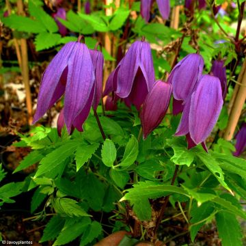 Clématite - Clematis ochroleuca (alpina) Tage Lundell