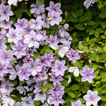 Clématite - Clematis patens Mandy