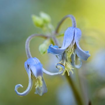 Clématite - Clematis stans