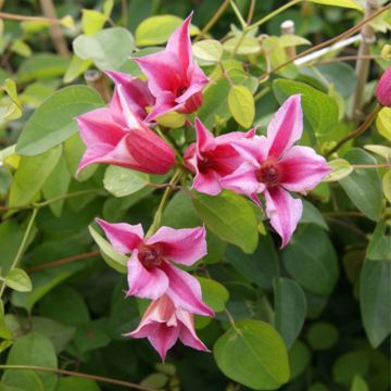 Clématite - Clematis texensis Duchess of Albany