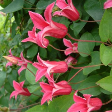 Clématite - Clematis texensis Princesse Diana