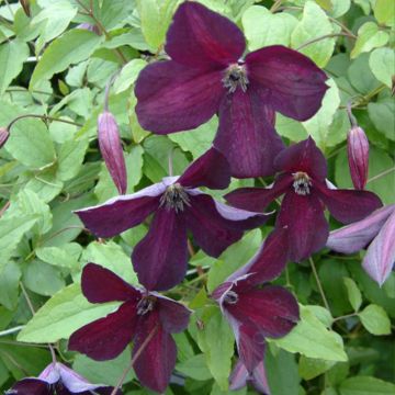 Clématite - Clematis viticella Black Prince