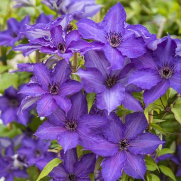 Clématite - Clematis Isabella