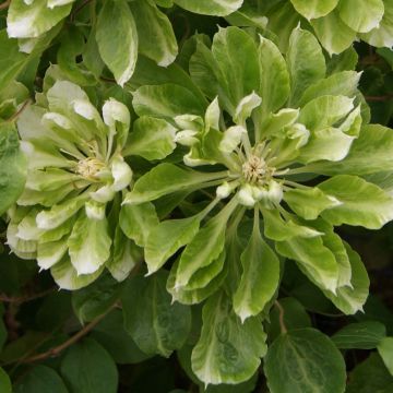 Clématite Green Passion - Clématite à grandes fleurs