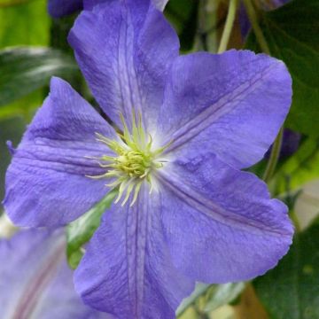 Clématite - Clematis Jenny