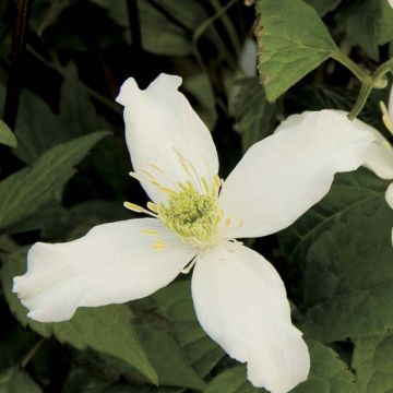 Clématite - Clematis montana Wilsonii