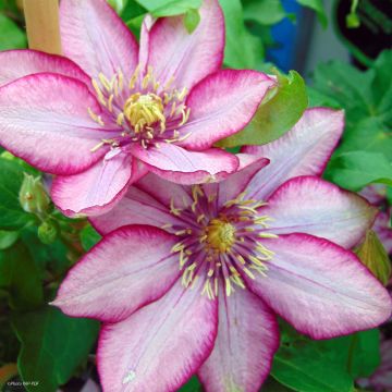 Clematite Paradiso - Clématite à grandes fleurs.