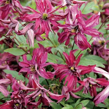 Clématite - Clematis viticella Rosalyn