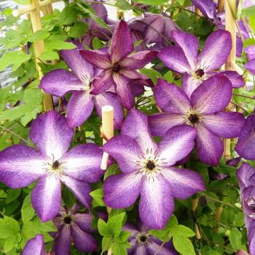 Clématite - Clematis Venosa Violacea