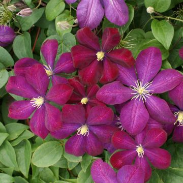 Clématite - Clematis Voluceau