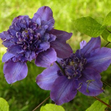 Clématite - Clematis Vyvyan Pennell