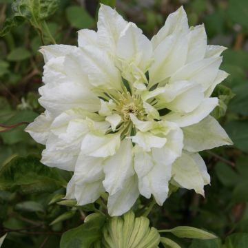 Clématite - Clematis Yukiokoshi