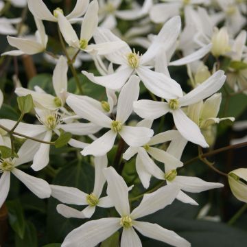 Clématite - Clematis armandii Snowdrift