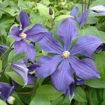 Clématite - Clematis integrifolia Durandii