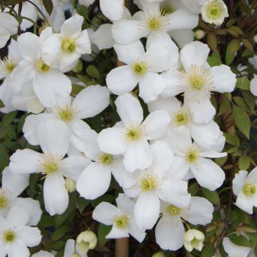 Clématite - Clematis montana Spring Joy