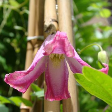 Clématite - Clematis texensis Odoriba