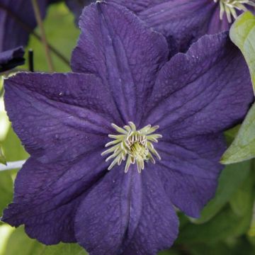 Clématite - Clematis Trikatrei