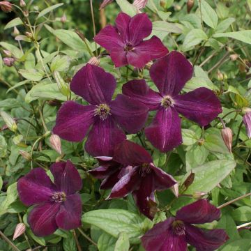 Clématite - Clematis viticella Royal Velours